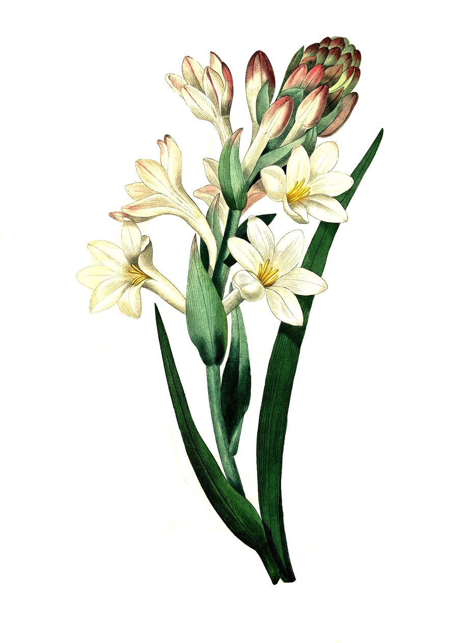 Tuberóza, Agave amica (Agave polianthes), digitální reprodukce originálu z 18. století od Unbekannter Künstler