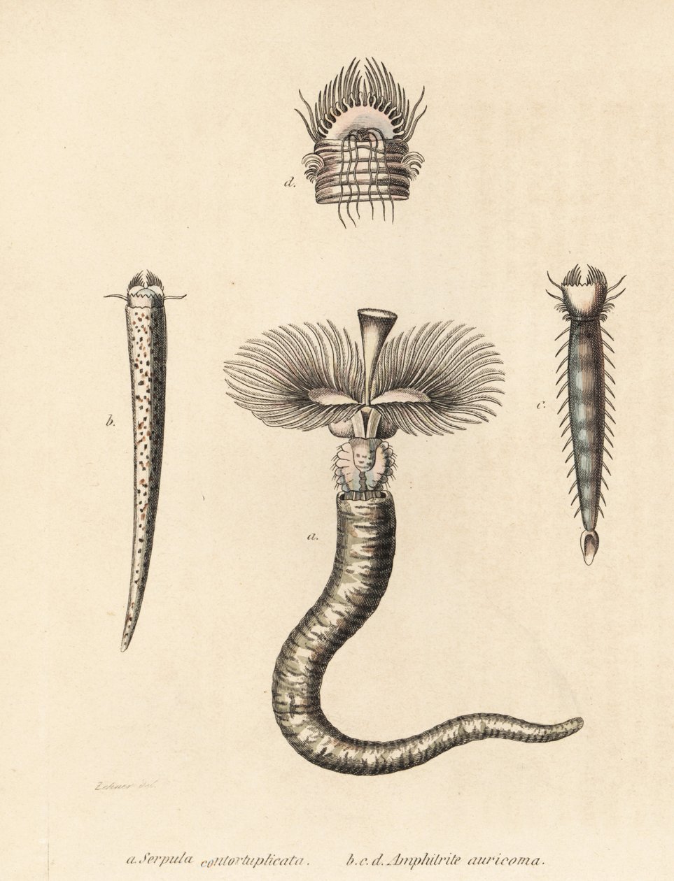 hlístice Serpula vermicularis (Serpula contortuplicata) a hlístice Amphictene auricoma (Amphitrite auricoma). Gebhartova ručně kolorovaná litografie podle Zehnerovy ilustrace z Přírodovědné galerie Georga Friedricha Treitschkeho, Naturhistoris. od Unbekannter Künstler