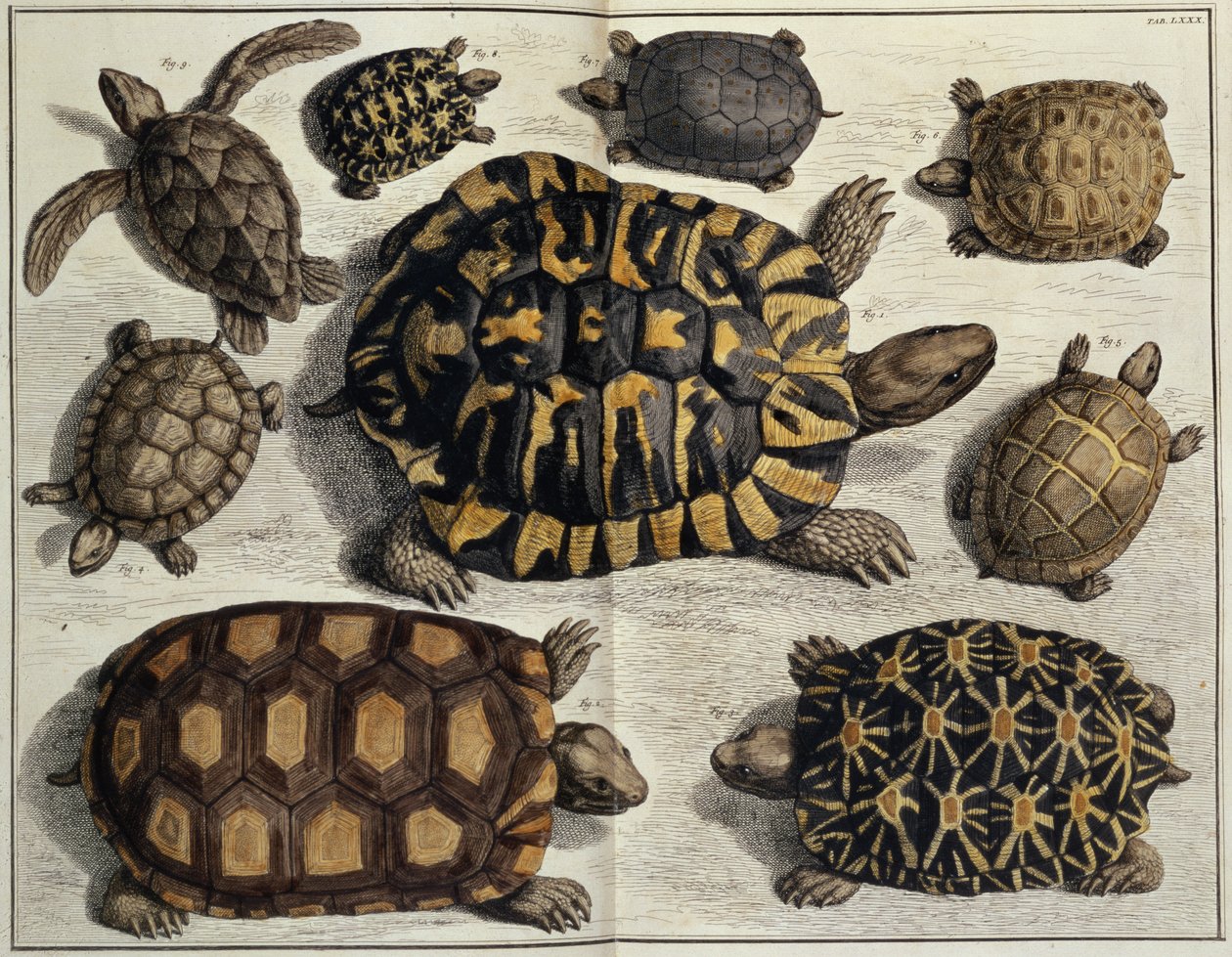 Želvy: z knihy Alberta Seba "Locupletissimi Rerum Naturalium", asi 1750 (ručně kolorovaná rytina) od Unbekannter Künstler