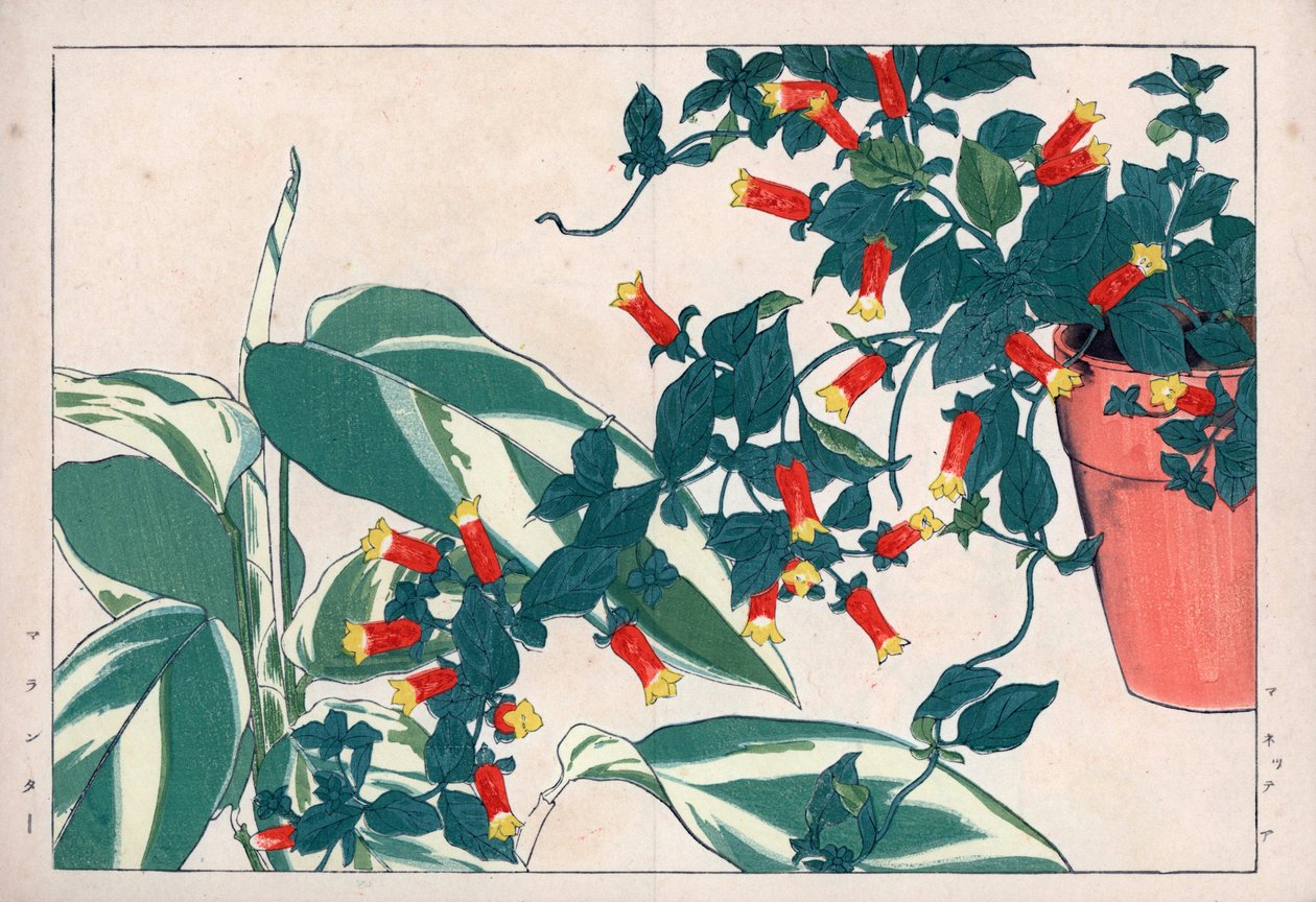 Dvoubarevná manetka v květináči a dikadame nebo bylinka se šípky. Ohnivá liána, Manettia bicolor, v květináči a maranta arundinacea. Ručně kolorovaný dřevoryt z knihy Konana Tanigamiho "Seiyou Sokazufu" (Obrazové album západních rostlin a rostlinek). od Unbekannter Künstler