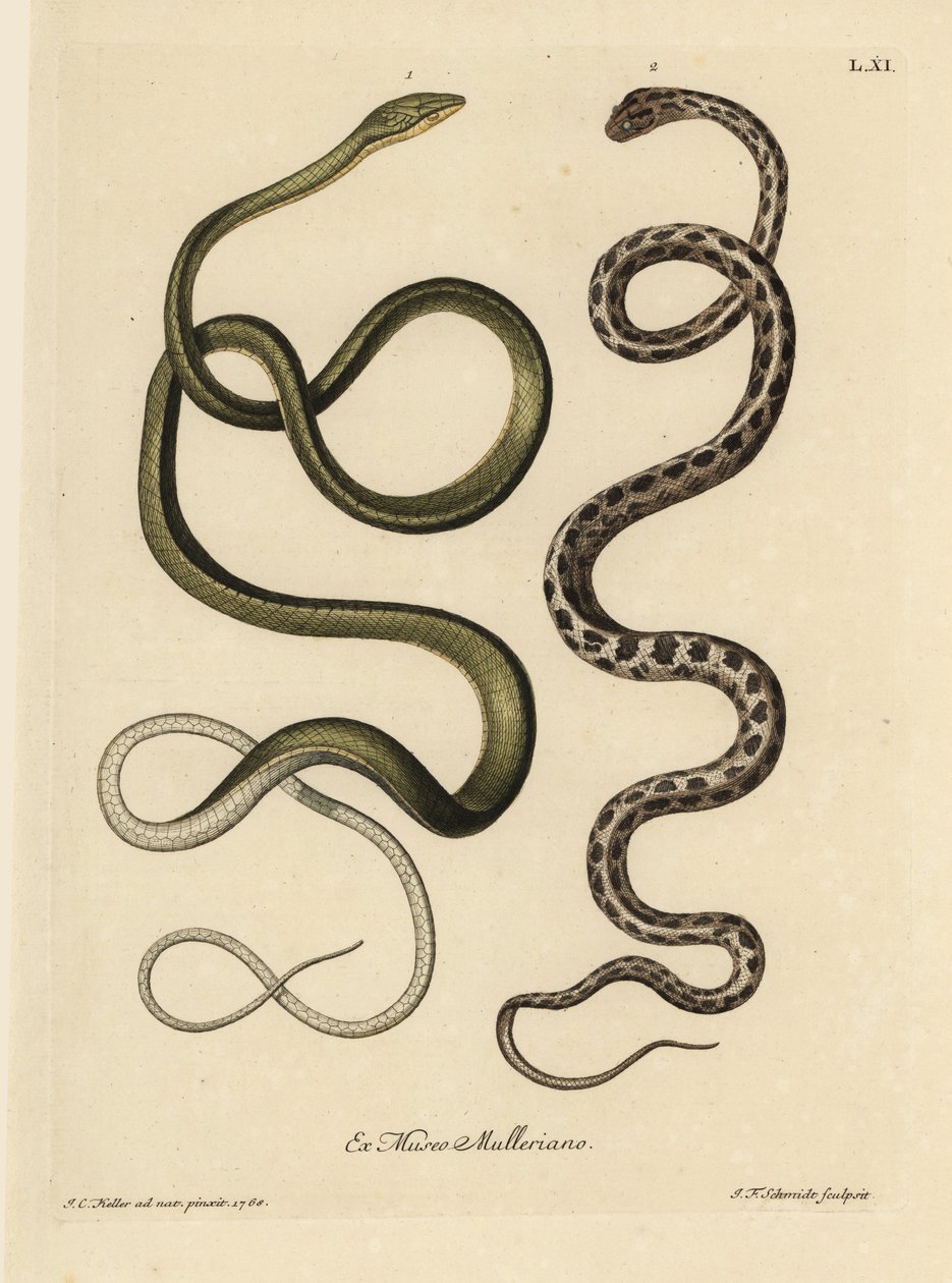 Dva surinamští hadi: Užovka zelená (malajská užovka zelená, Ahaetulla mycterizans) a užovka kostkovaná, Thamnophis marcianus. Surinamská užovka zelená, Coluber mycterizans, bílý had elegantně zbarvený černou barvou v chickeru. Ručně zbarvený kopytník od Unbekannter Künstler