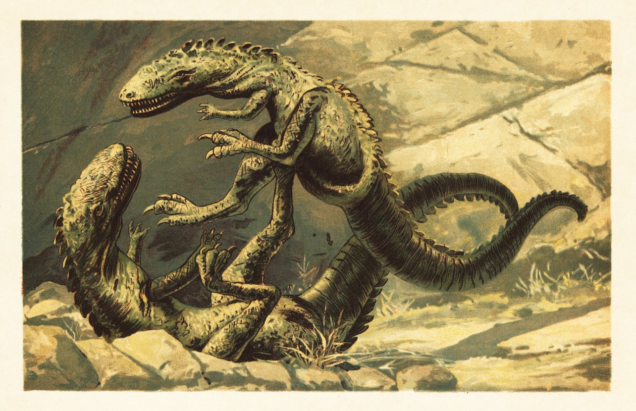 Dva bojující Dryptosaurus aquilunguis. 1908 (litografie) od Unbekannter Künstler