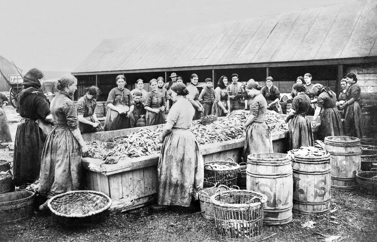 Spojené království : Women Gutting Herrings. Aberdeen, c1880 od Unbekannt