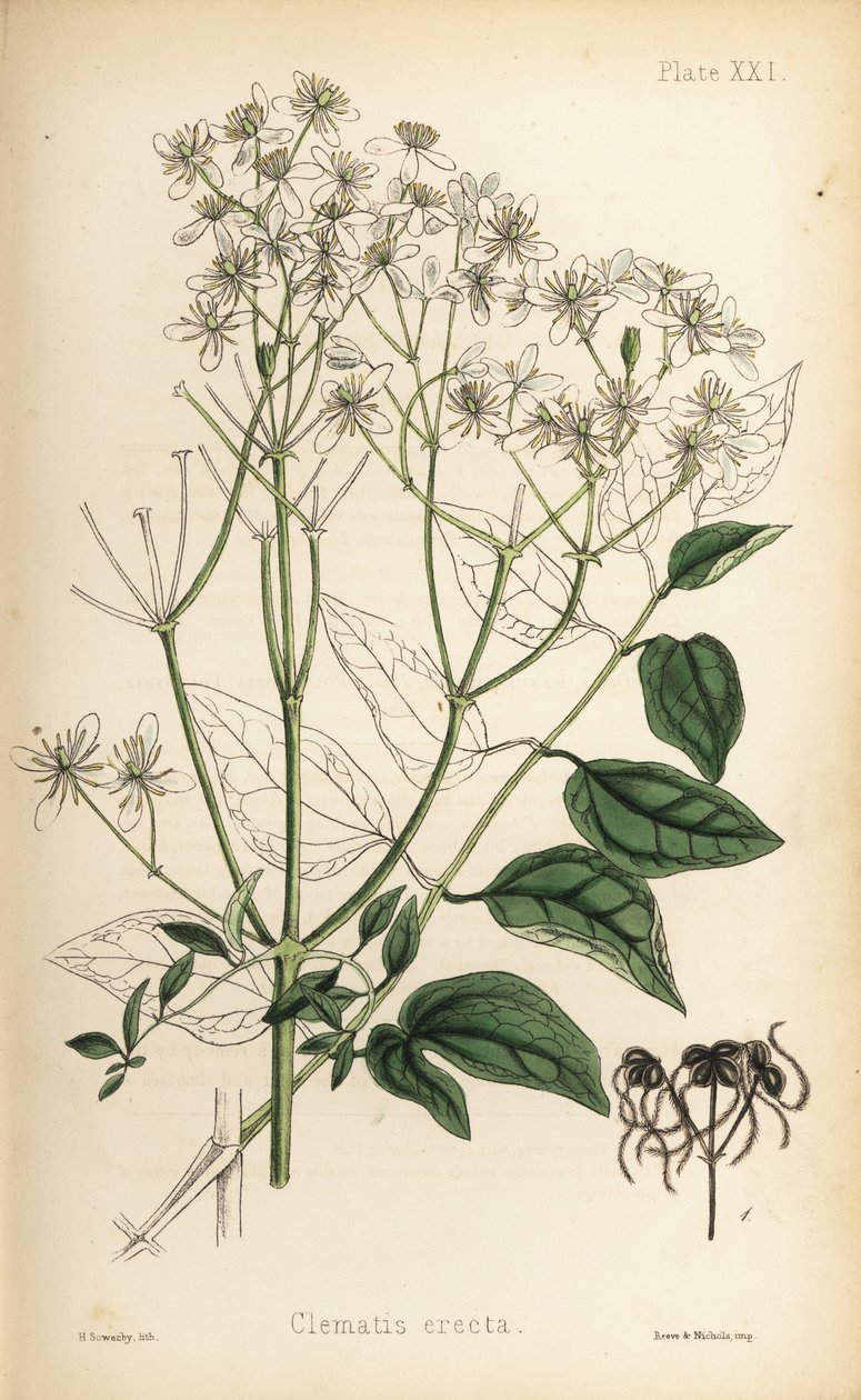 Plamének přímý (Clematis recta). Ručně kolorovaná litografie Henryho Sowerbyho z knihy Edwarda Hamiltona Flora Homeopathica, Bailliere, Londýn. od Unbekannter Künstler