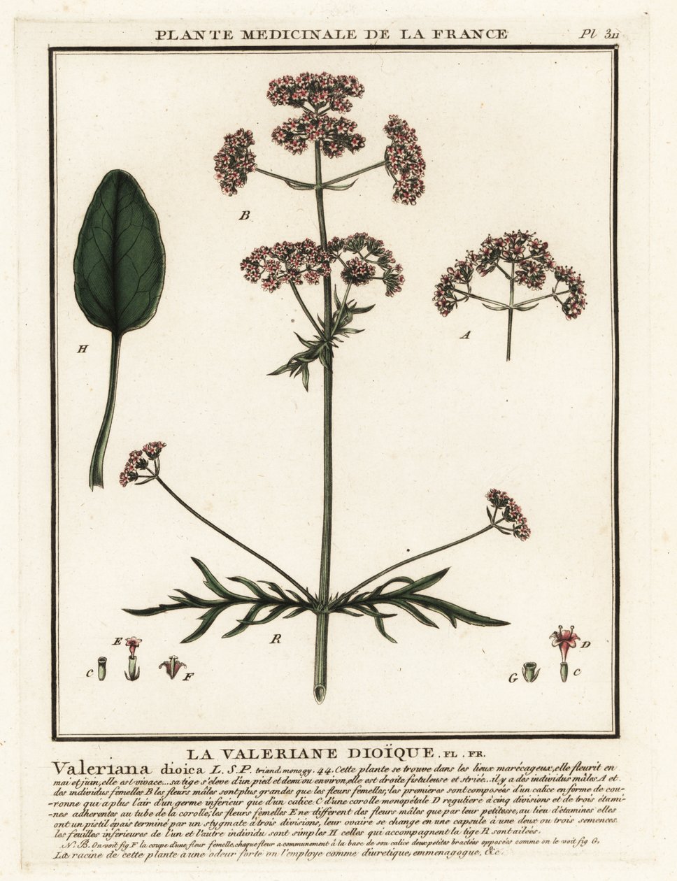 Valerian, Valeriana dioica. od Unbekannter Künstler