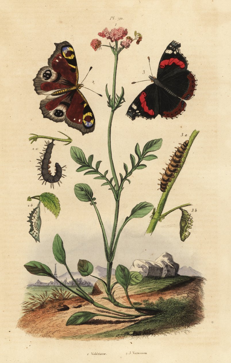 kozlík lékařský, Valeriana officinalis 1, babočka paví oko, Aglais io 2, červený admirál, Vanessa atalanta 3 od Unbekannt