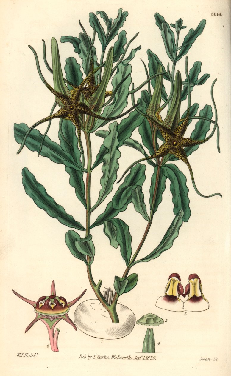 Varieta Brachystelma (Brachystelma crispum) - Ilustrace Williama Jacksona Hoopera (1785-1865), rytina Swan, pro botanický časopis Williama Curtise od Unbekannter Künstler