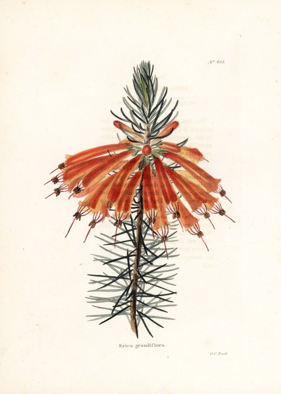 Variete de bruyere - litografie George Cookea pro britský časopis Conrad Loddiges Botanical Cabinet (1738-1826) od Unbekannter Künstler