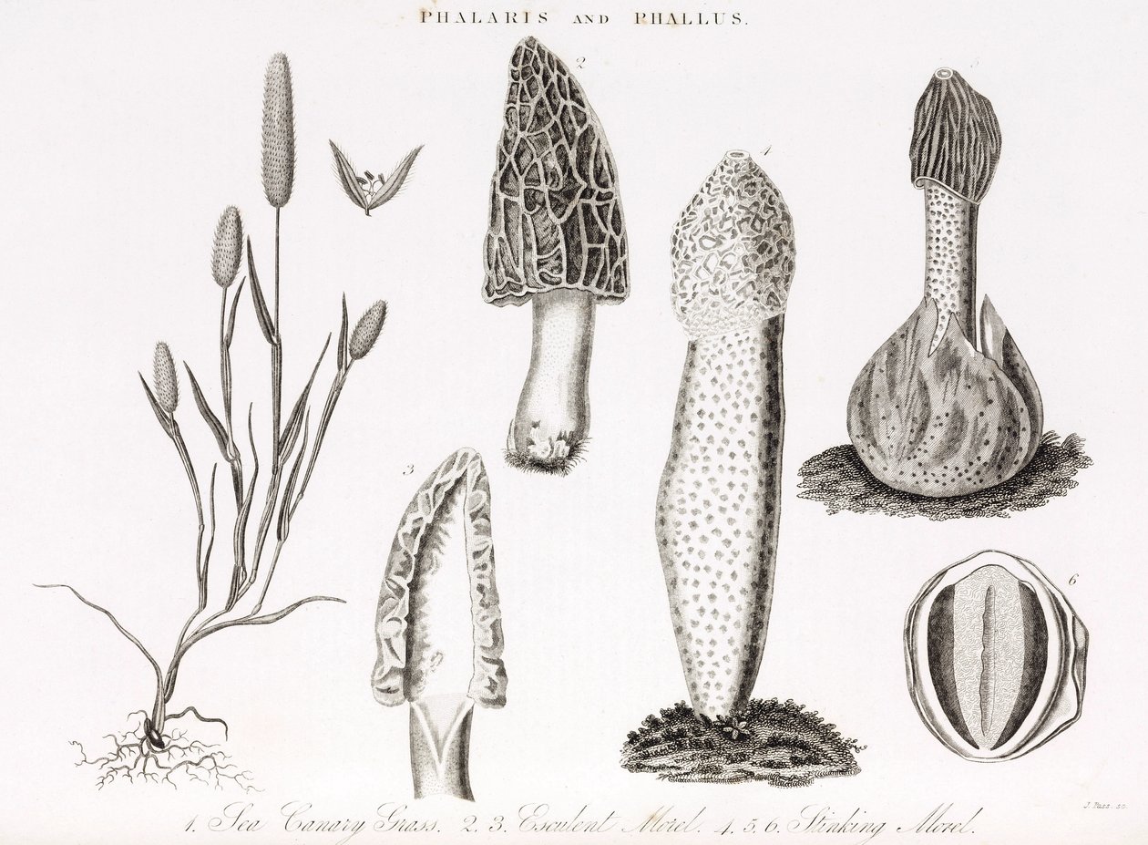 Odrůda trávy a vodního phallus des champignons morille od Unbekannt