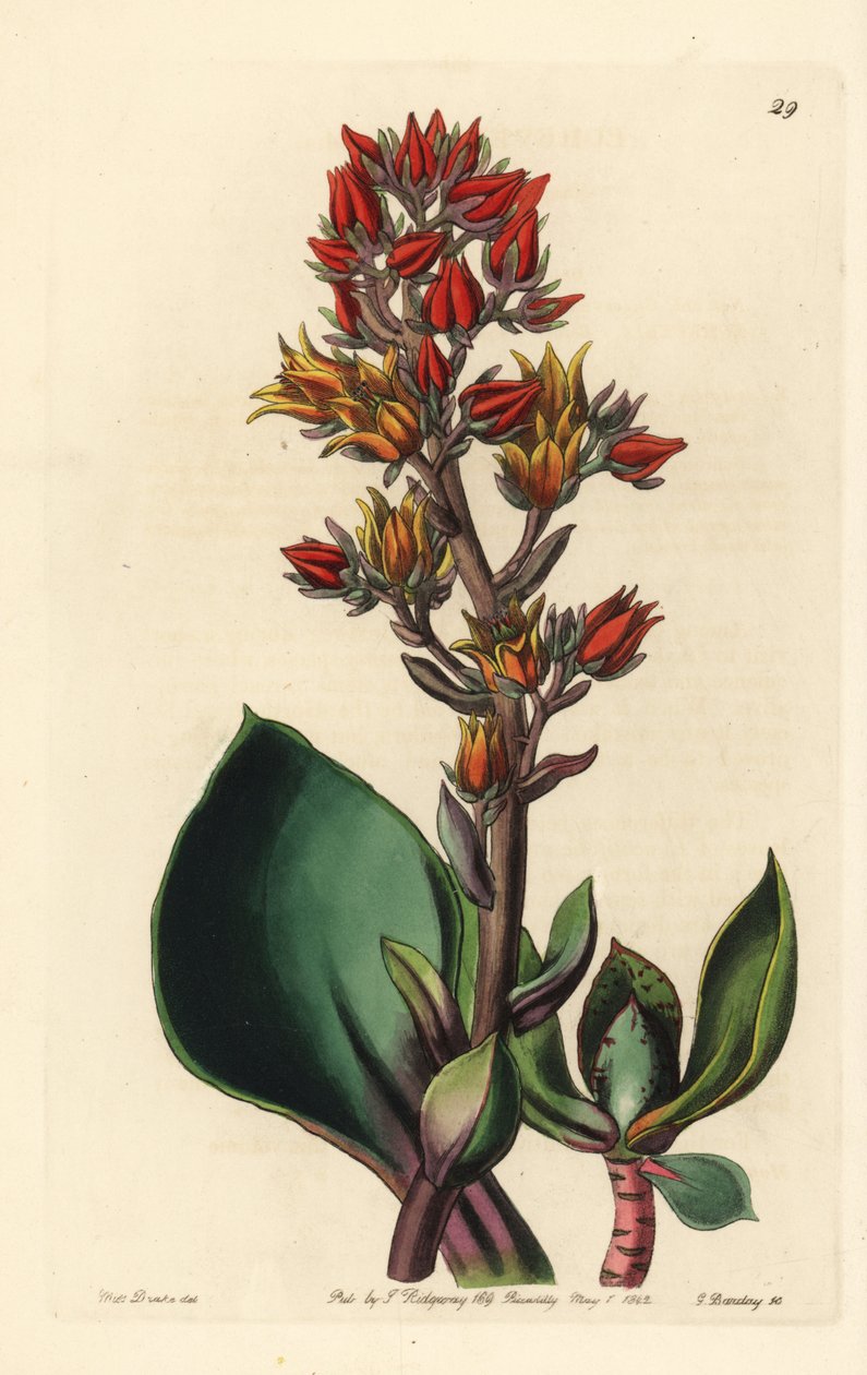 Odrůda Echeveria (sukulentní rostlina Ameriky) - Echeveria ostrolistá, Echeveria acutifolia. Ručně kolorovaná mědirytina od George Barclaye podle ilustrace slečny Sarah Drake z Edwardsova botanického rejstříku, vydaného Johnem Lindleyem, Londo od Unbekannter Künstler