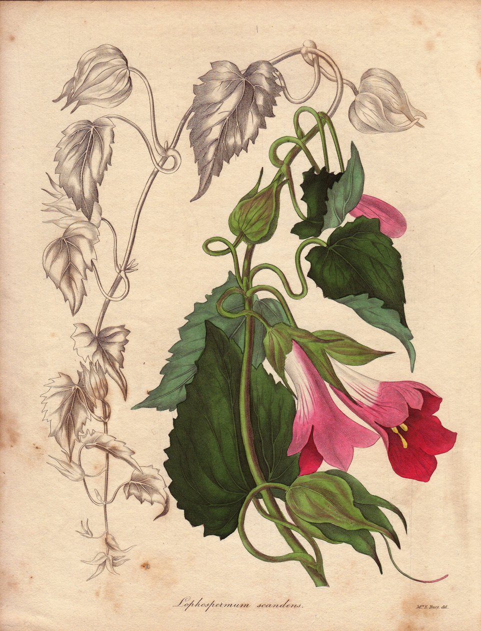 Odrůda Lophospermum (L.Scandens), pnoucí s růžovými a fialovými květy. Druh objevený panem Batesem, velmi rozšířený v křovinách Mexika. Tato rostlina byla pěstována ve sbírce Charlese Tayleura a byla přítomna v botanické zahradě v Liv od Unbekannter Künstler