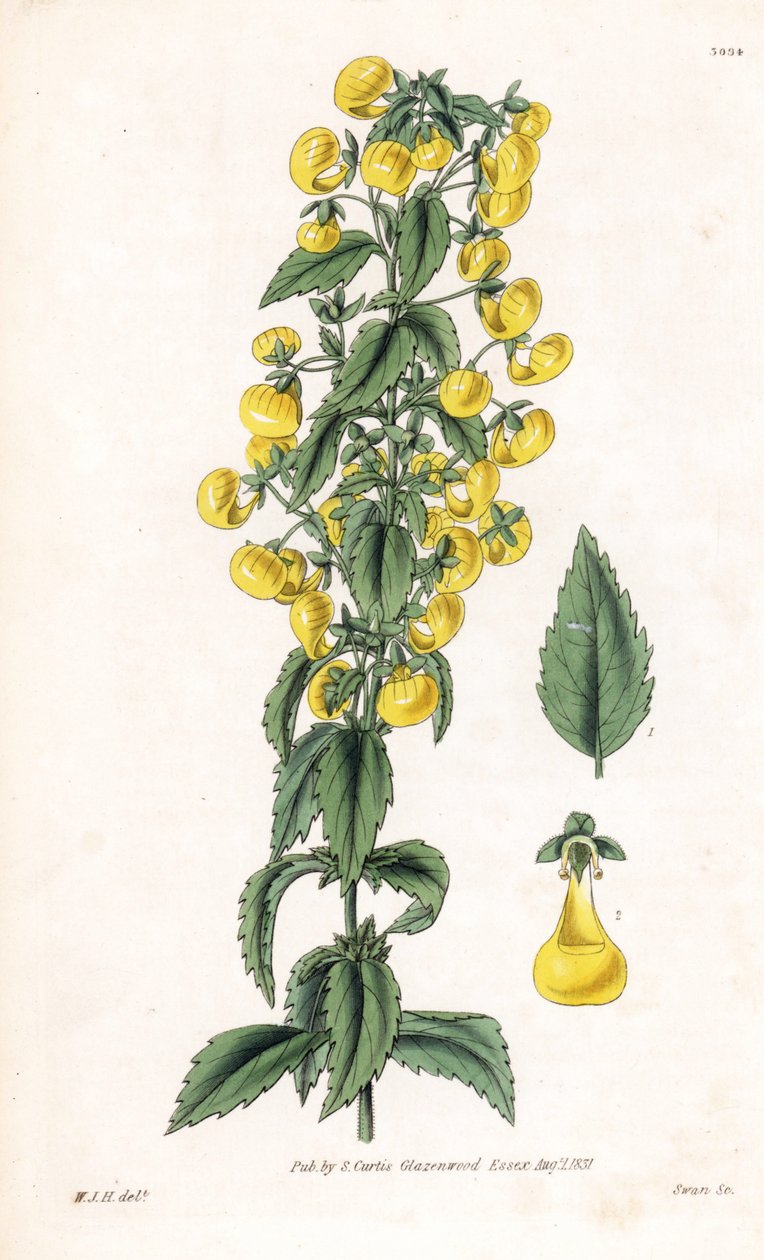 Odrůda kalceolárie úzkolisté, Calceolaria angustiflora. Ručně kolorovaná mědirytina od Swana podle ilustrace Williama Jacksona Hookera z "Botanical Magazine" Samuela Curtise, Londýn. od Unbekannter Künstler