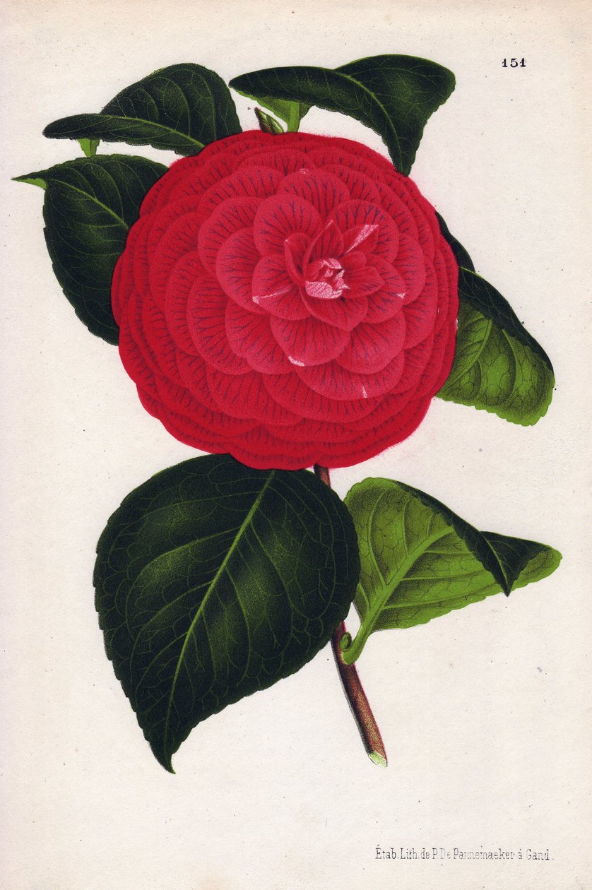 Odrůda hybridních kamélií zvaná Marchesa Davia (Camellia japonica, Thea japonica) s červenými květy žilkovanými karmínově červenou barvou. Chromolitografie P. de Pannemaekera, vydaná kolem roku 1880 v Gentu (Belgie) v L