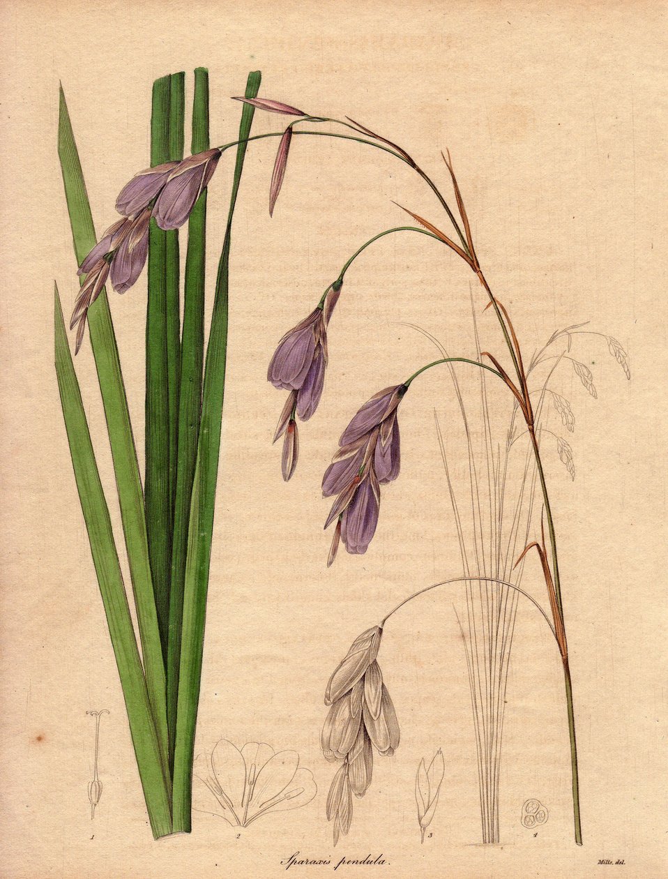 Odrůda kosatce (Sparaxis pendula), zvaná Harlekýn, pocházející z jižní Afriky, s převislými květy lila barvy.Ilustrace R. Millse (1836-1842), v The Botanist, série Benjamina Maunda v pěti svazcích, vydaných v letech 1836-1842. od Unbekannter Künstler