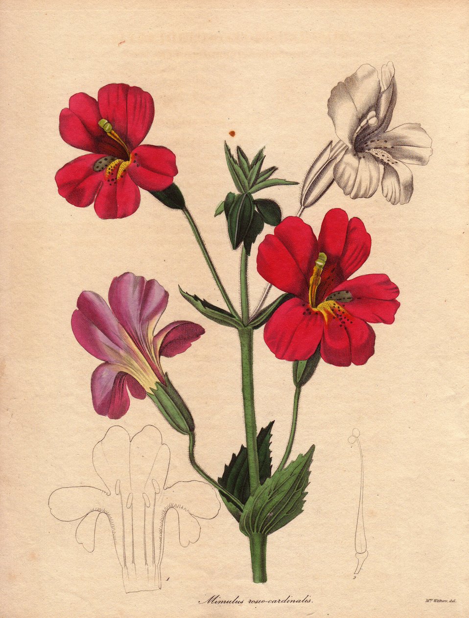Odrůda mimulů (Mimulus roseo cardinalis). Hodsonova hybridní varieta, nazývaná opičí květ nebo pižmový květ. Ilustrace Augusta Innese Witherse (1793-1877) v pětisvazkové sérii The Botanist od Benjamina Maunda, vydané v letech 1836-1842. Tento w od Unbekannter Künstler