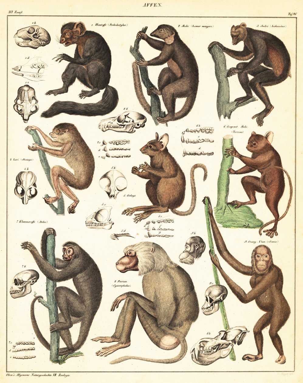 Odrůdy opic. ,1841 (litografie) od Unbekannter Künstler