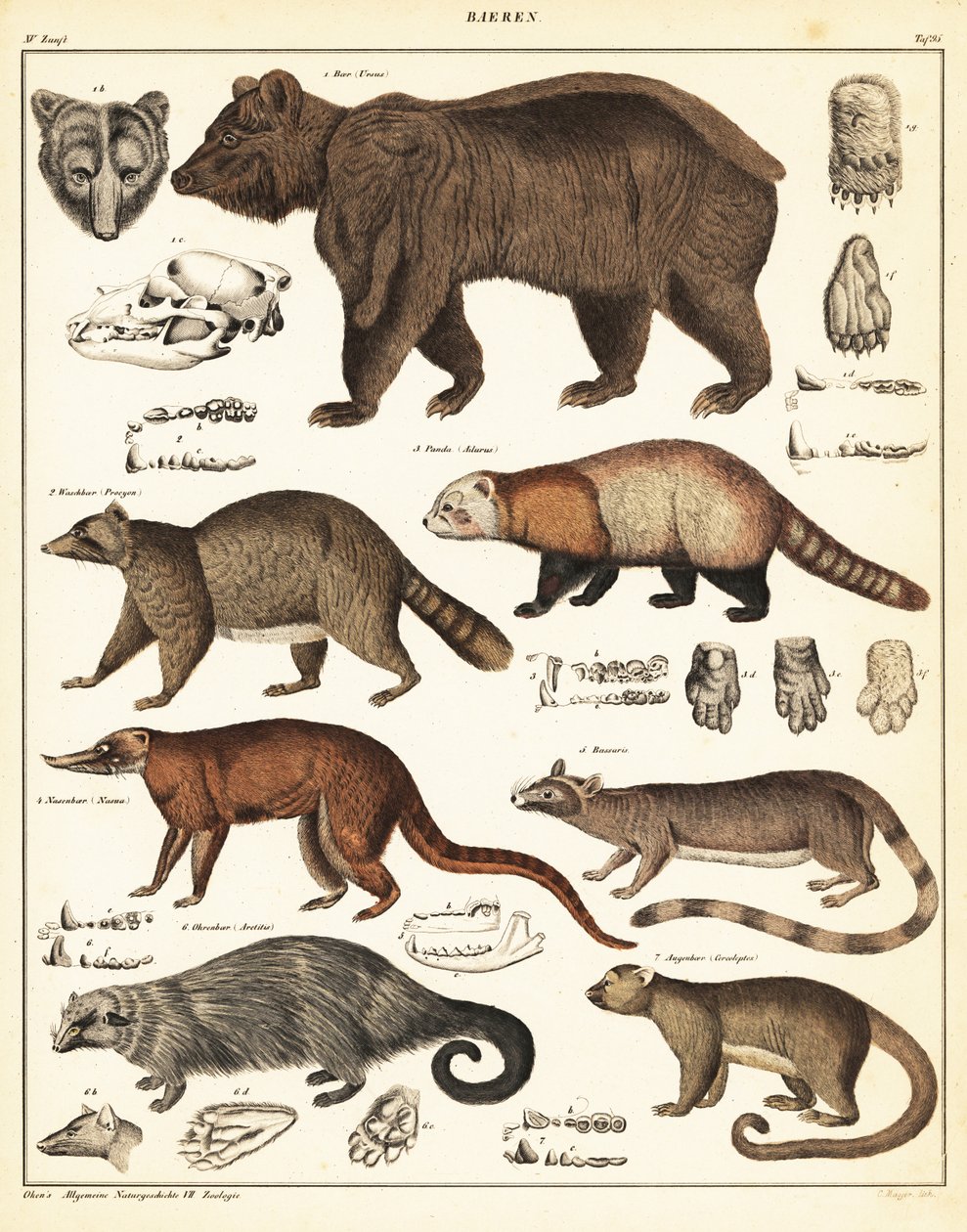 Odrůdy medvědů., 1841 (litografie) od Unbekannter Künstler