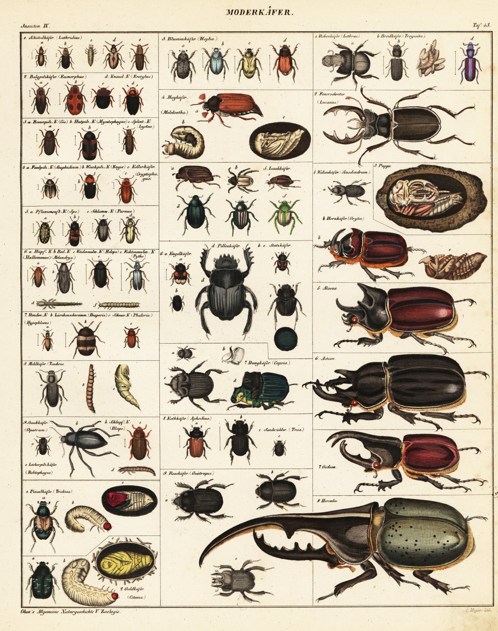 Odrůdy brouků., 1841 (litografie) od Unbekannter Künstler