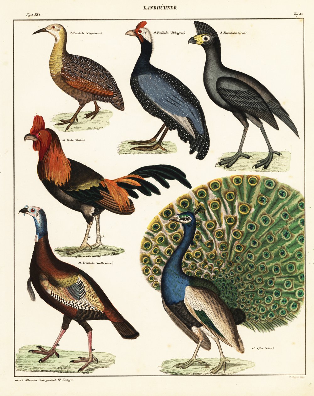 Odrůdy ptáků. ,1841 (litografie) od Unbekannter Künstler