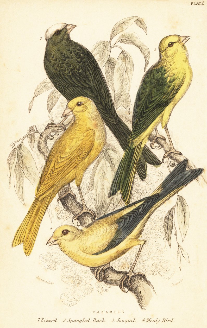 Odrůdy kanárů, Serinus canaria domestica.1889 (rytina) od Unbekannter Künstler