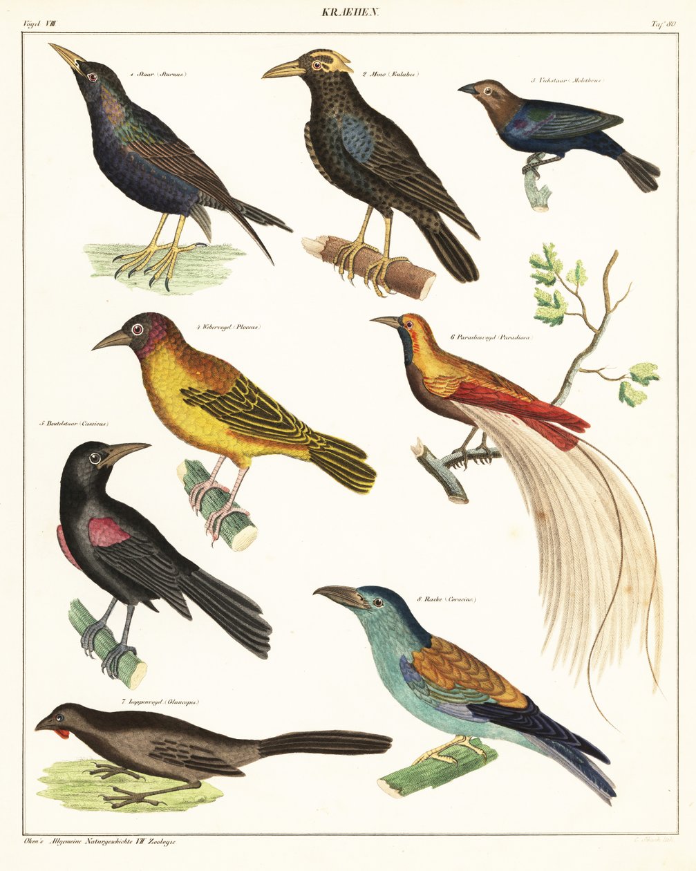Odrůdy exotického ptactva. ,1841 (litografie) od Unbekannter Künstler