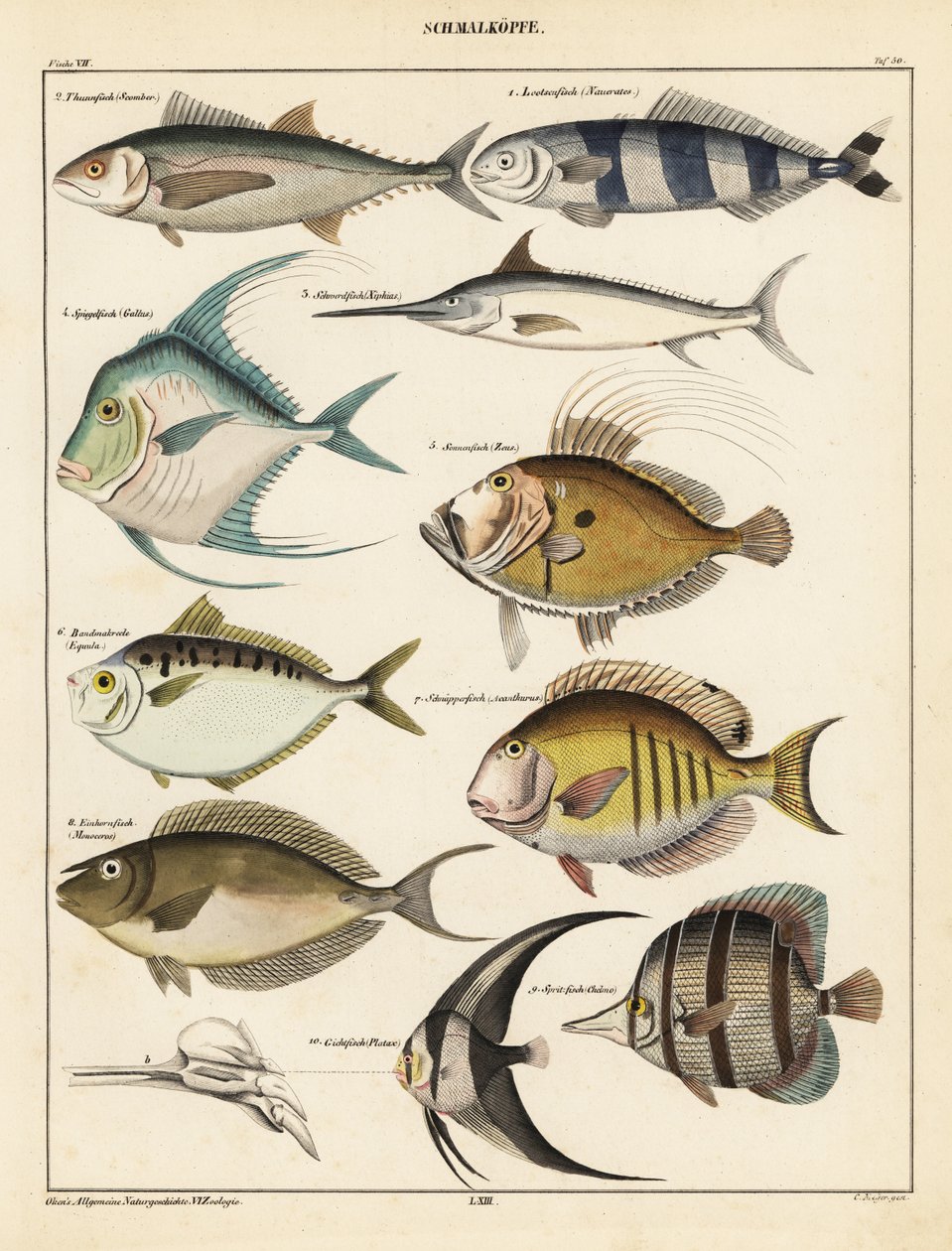 Odrůdy ryb., 1841 (litografie) od Unbekannter Künstler