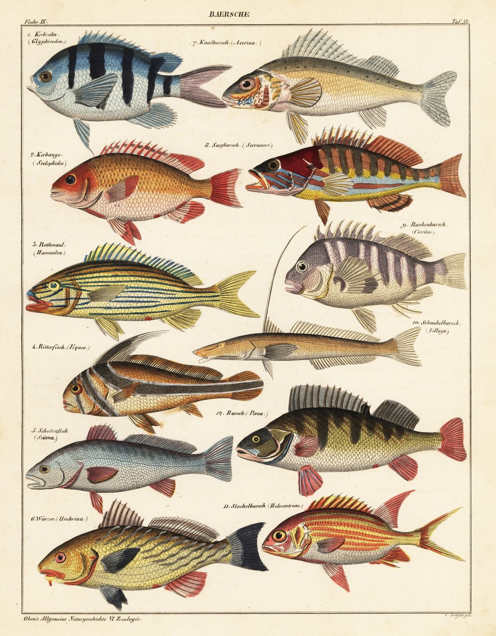 Odrůdy ryb., 1841 (litografie) od Unbekannter Künstler