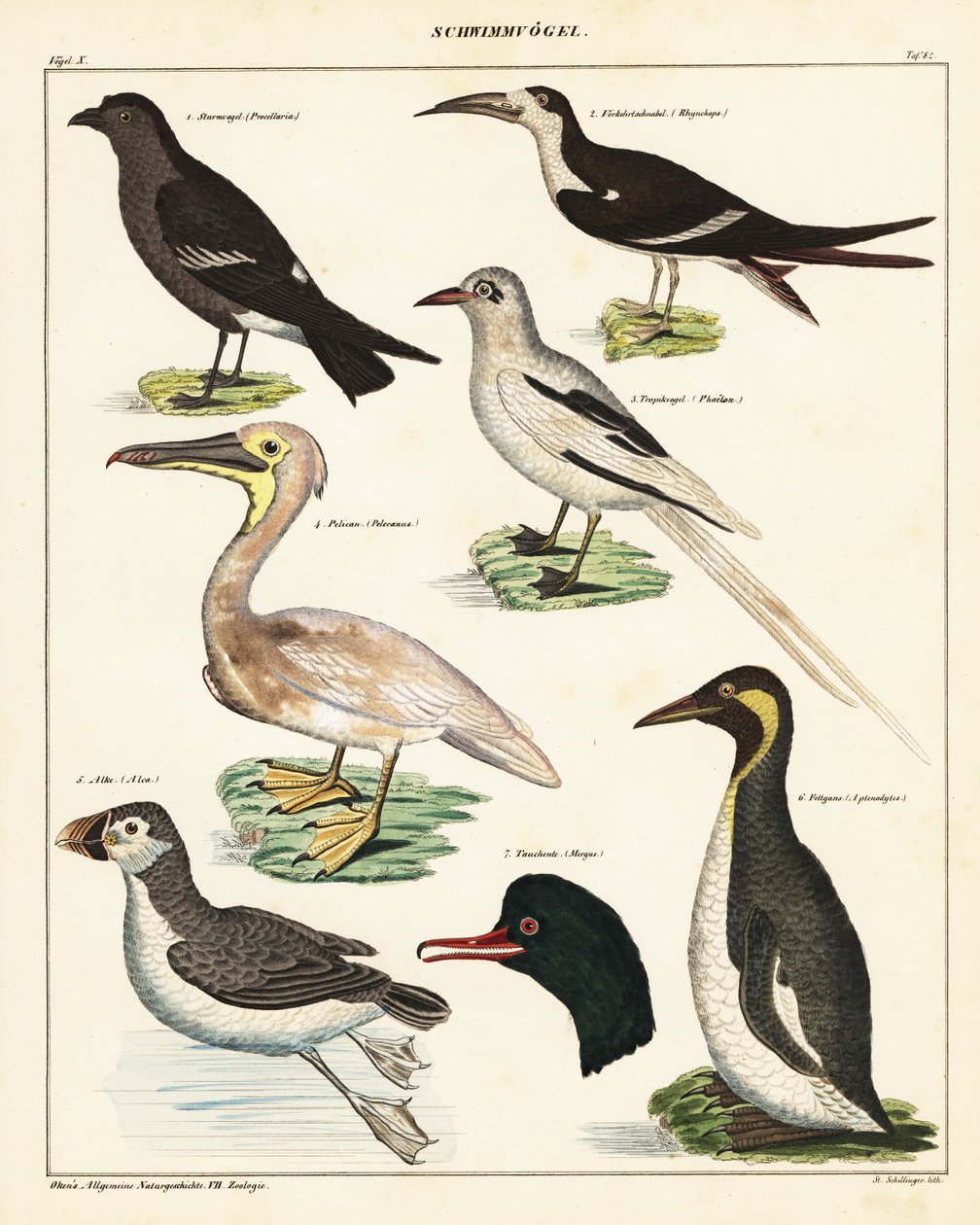 Odrůdy mořských ptáků. ,1841 (litografie) od Unbekannter Künstler