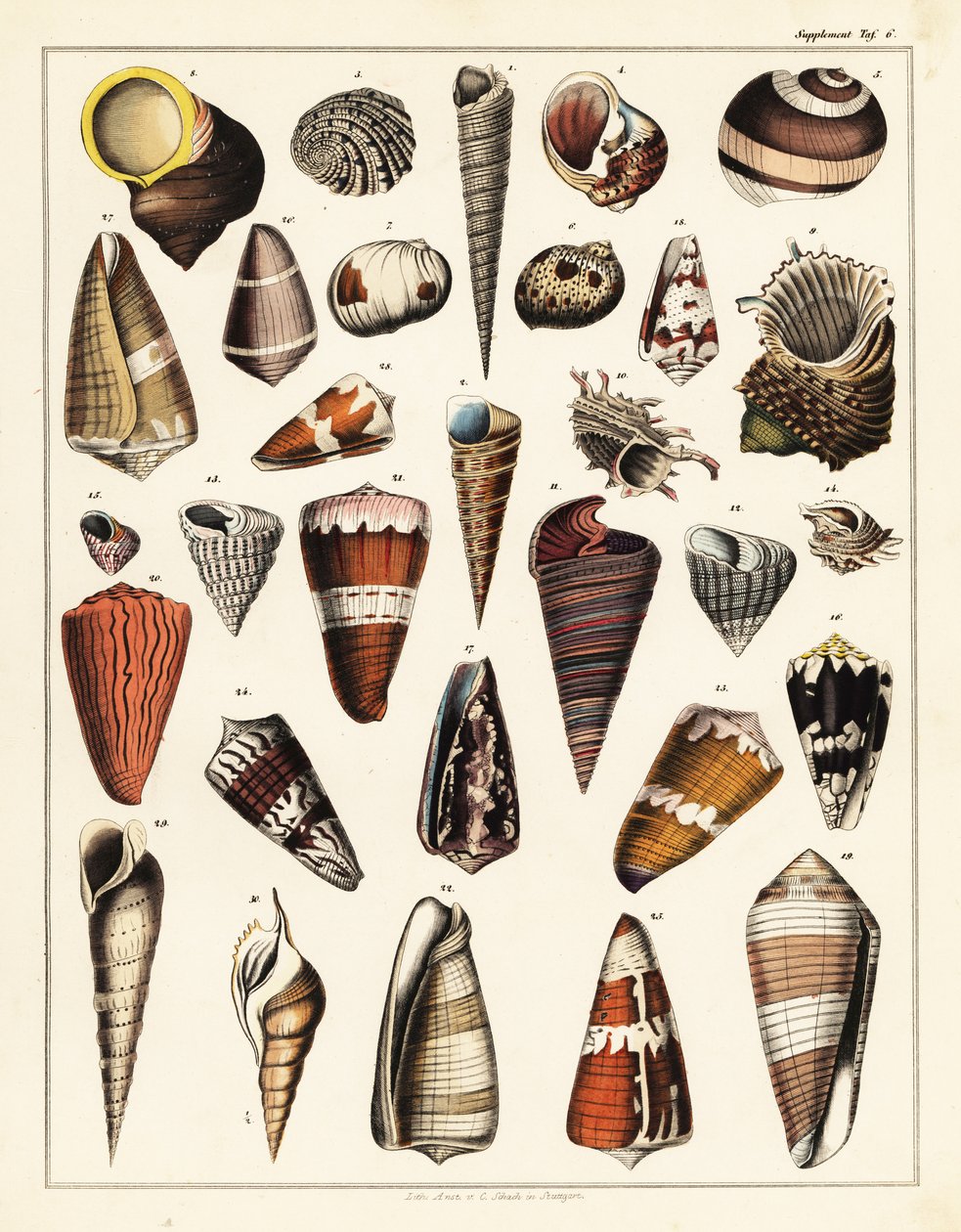 Odrůdy lastur, měkkýšů., 1841 (litografie) od Unbekannter Künstler