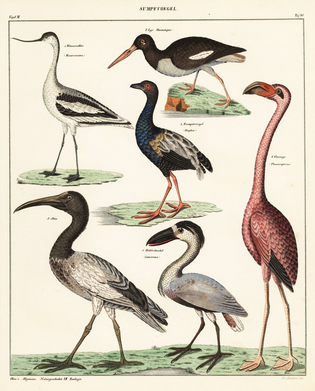 Odrůdy brodivých ptáků. ,1841 (litografie) od Unbekannter Künstler