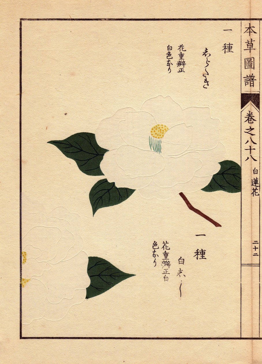 Odrůda kamélie japonské (Thea japonica Nois): Shirataki a Shiroshishi, s bílými květy. Eau forte en couleurs, dřevoryt Kanena Iwasakiho (1786-1842), botanika, entomologa a japonského zoologa, publikovaný v Honzo Zufu, v roce 1884, ilustrativní gui od Unbekannter Künstler