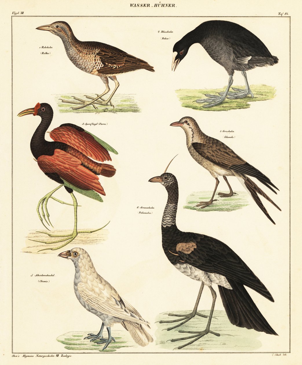 Rozmanitost vodního ptactva. ,1841 (litografie) od Unbekannter Künstler