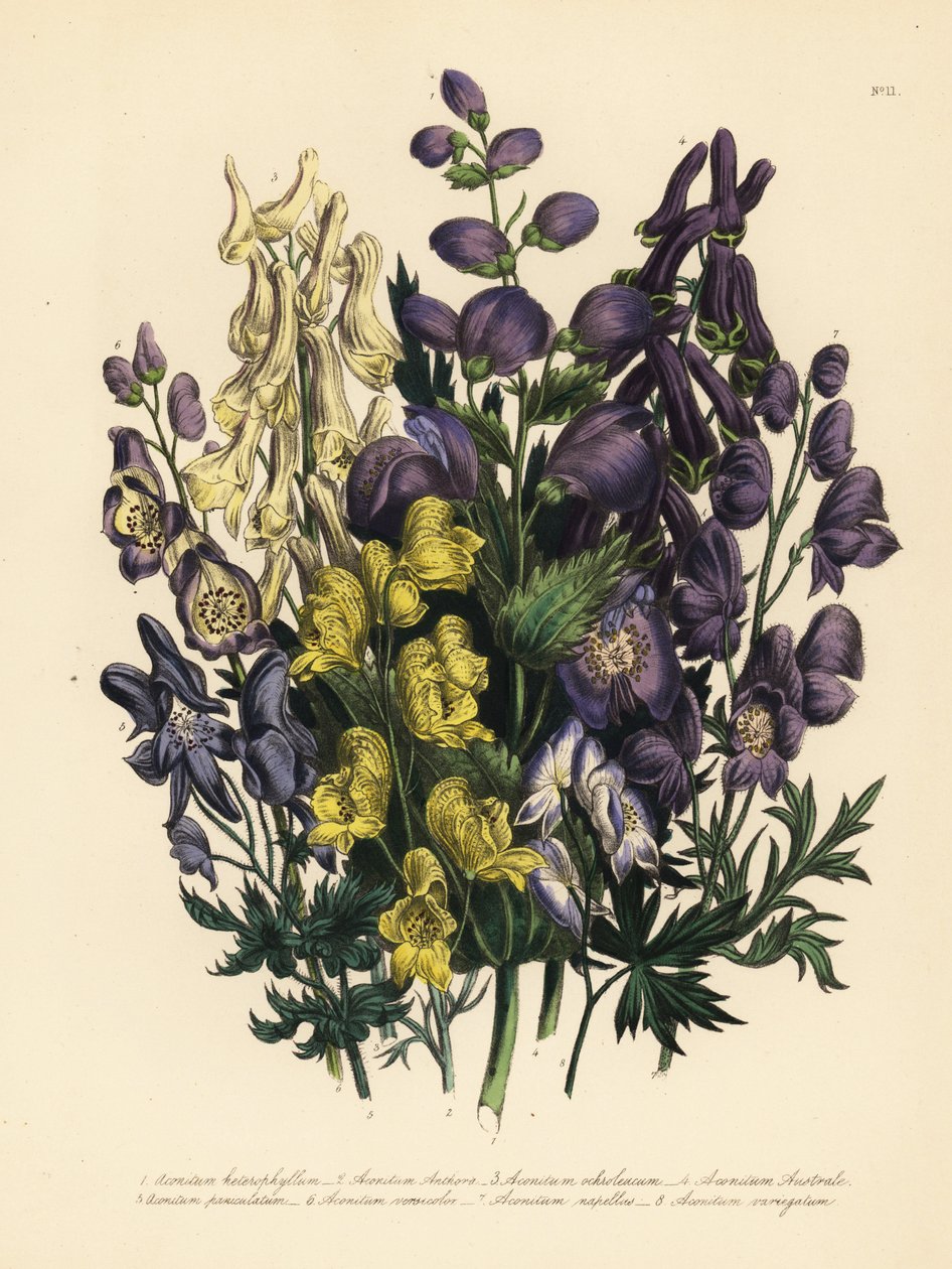 oměj pestrolistý, Aconitum heterophyllum, oměj žlutý, A. anthora, oměj bledožlutý, A. ochroleucum, oměj karpatský, oměj panonský, A. paniculatum, A. versicolor, oměj pestrý, A. napellus a A. variegatum. Handf od Unbekannter Künstler