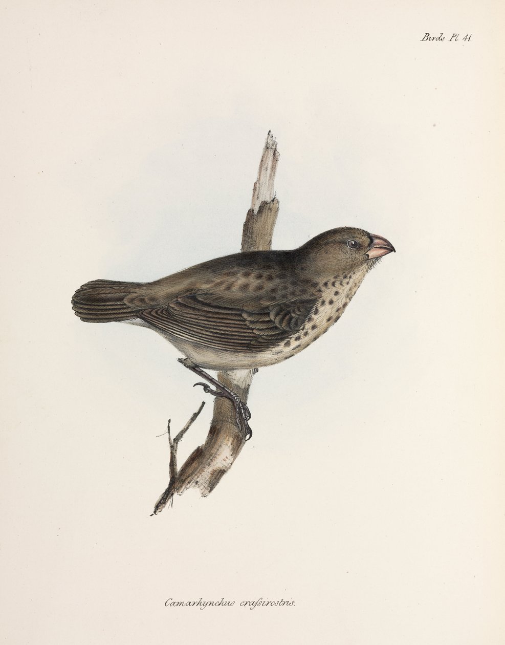 Vegetariánská Finch, Galapágy, c 1832-1836 od Unbekannt