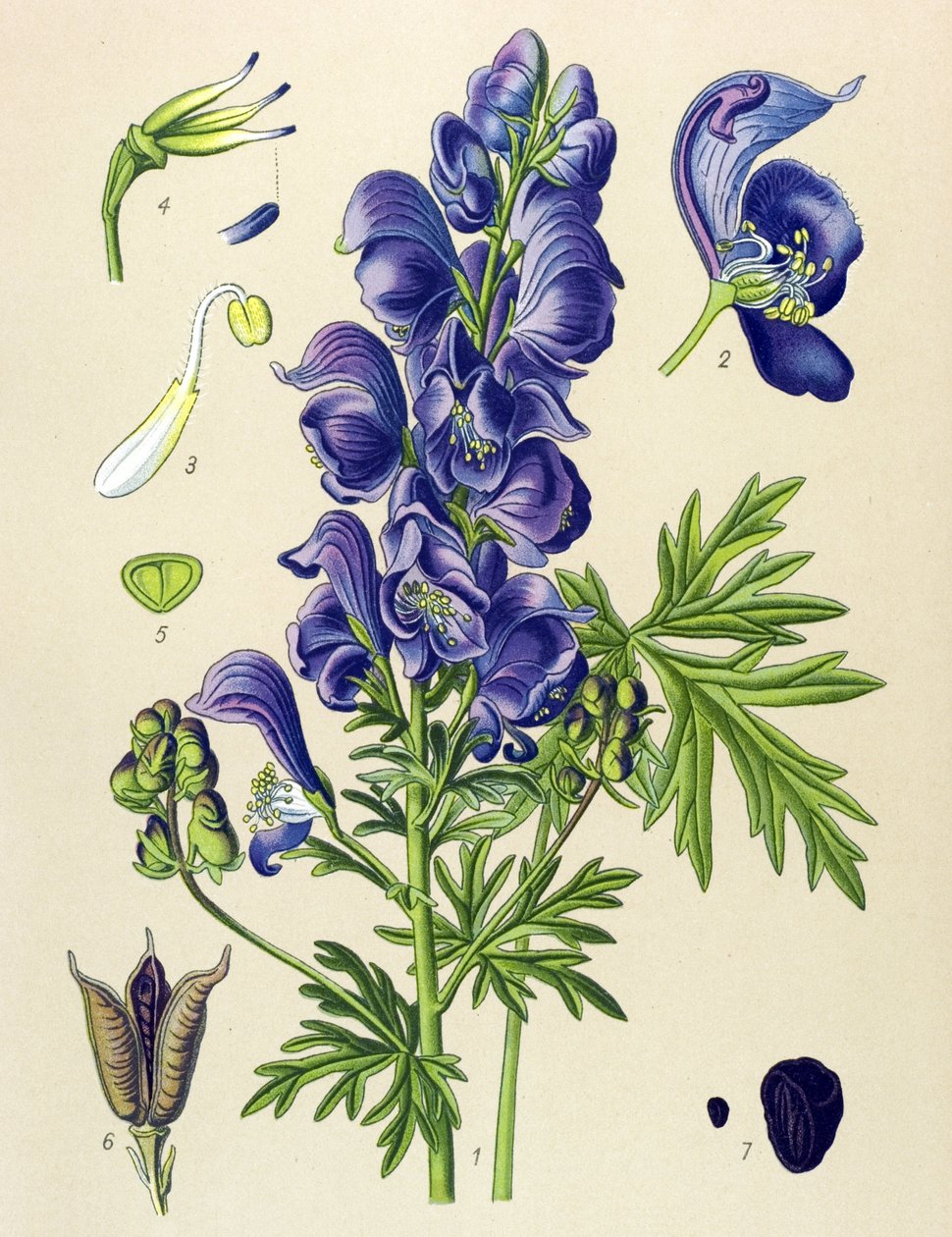 Venenózní (jedovatá) a léčivá rostlina: Aconit napellus (Aconitum napellus) od Unbekannter Künstler