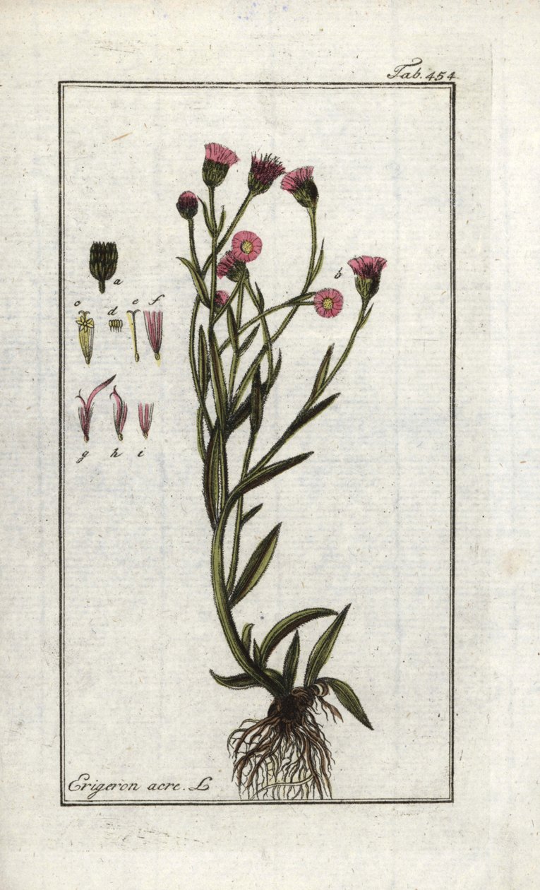 Vergerette acre (Erigeron acris). Litografie z knihy "Obraz Artseny-Gewassen" od Johannese Zorna (1739-1799), Nizozemsko od Unbekannter Künstler