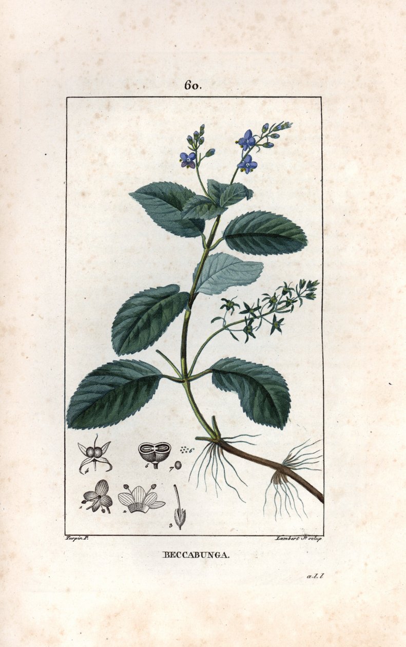 Veronique des ruisseaux ou cress de cheval or salad de chouette - Rytina Lamberta filse podle kresby Pierra Jeana Francoise Turpina (1775-1840), převzatá z knihy La flore medicale, de Chaumeton, Poiret et Chamberet, Paris 1830 - Brooklime or European spe od Unbekannter Künstler