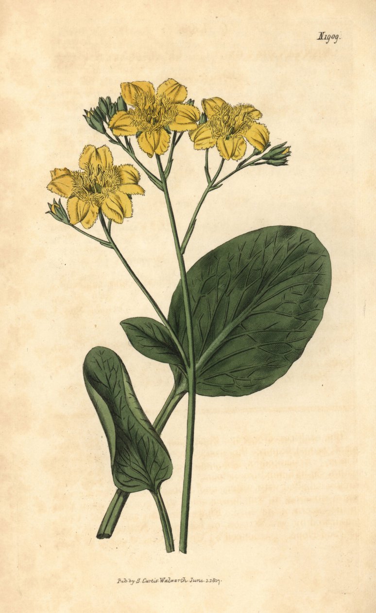 Villardie - Villarsia ovata (Vachta oválná, Menyanthes ovata). Ručně kolorovaná botanická rytina z Curtis