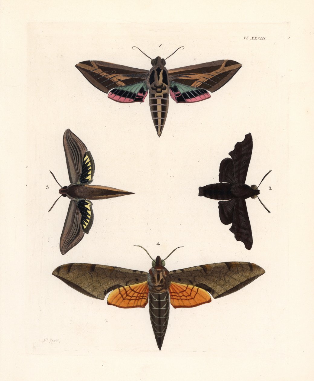 Sfinga révová, Eummorpha vitis 1, sfinx truchlivý, Enyo lugubris 2, sfinx tersa, Xylophanes tersa 3, a sfinx pruhovaný, Proambulyx strigilis 4. Ručně kolorovaná litografie z nového vydání knihy Dru Druryho "Illustrations of Exotic Ento" od Johna O. Westwoo od Unbekannter Künstler