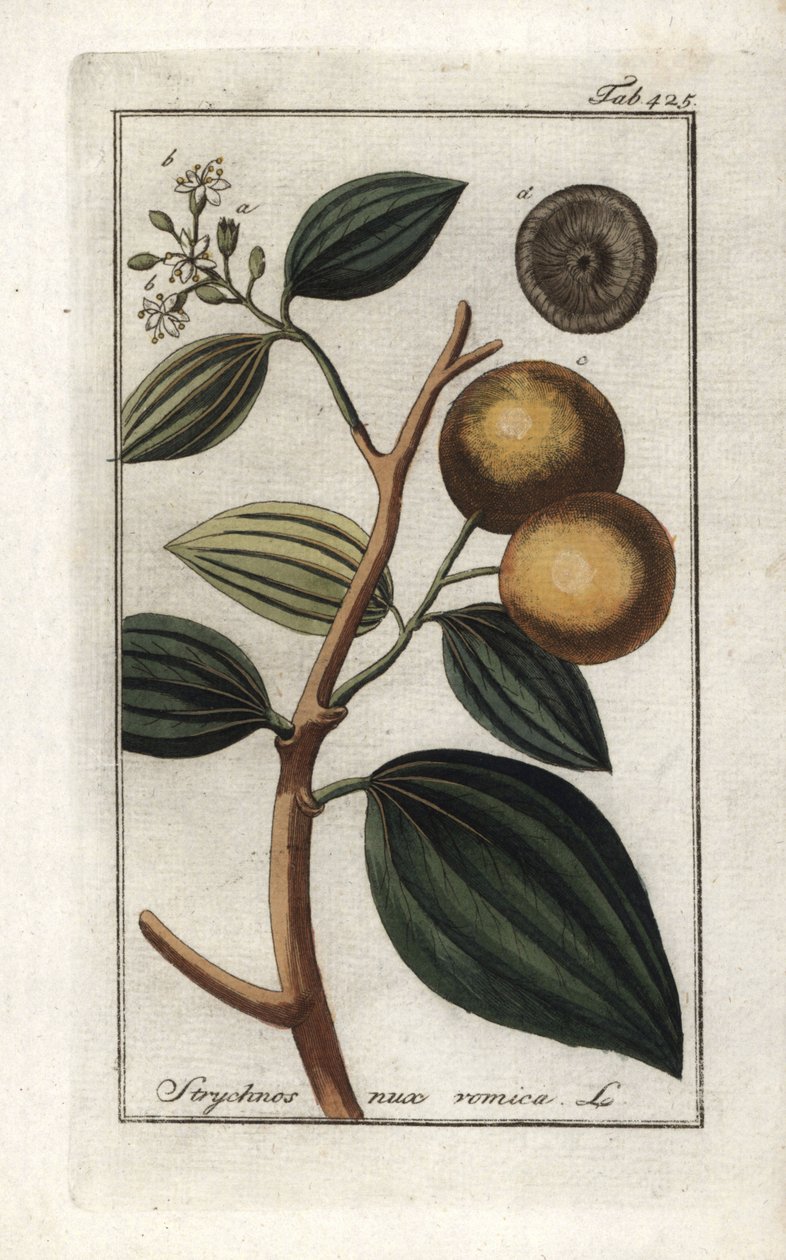 Vomikora (Strychnis nux-vomica). Litografie z knihy "Afbeelding der Artseny-Gewassen" od Johannese Zorna (1739-1799), Nizozemsko od Unbekannter Künstler