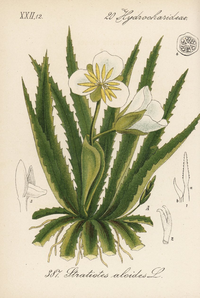 Vodní aloe - vodní voják, Stratiotes aloides. Ručně kolorovaná litografie z knihy Diedericha von Schlechtendala Německá flóra (Flora von Deutschland), Jena. od Unbekannter Künstler