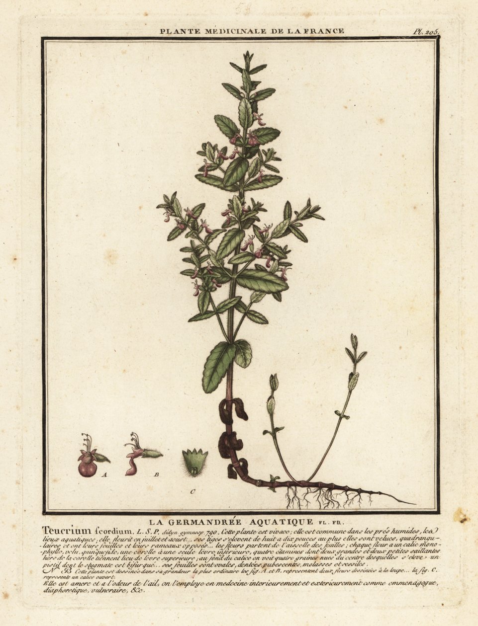 Germander vodní, Teucrium scordium. od Unbekannter Künstler