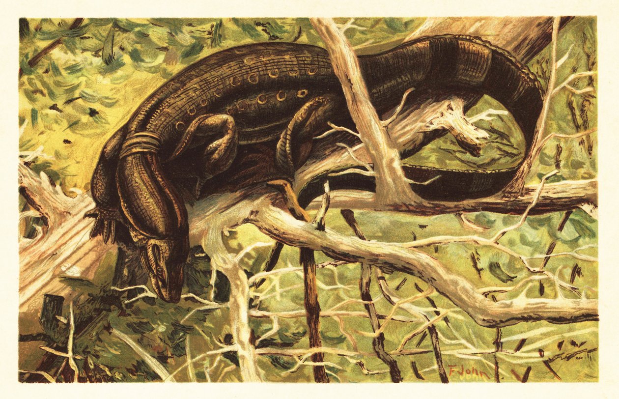 Varan vodní, Varanus salvator. 1908 (litografie) od Unbekannter Künstler