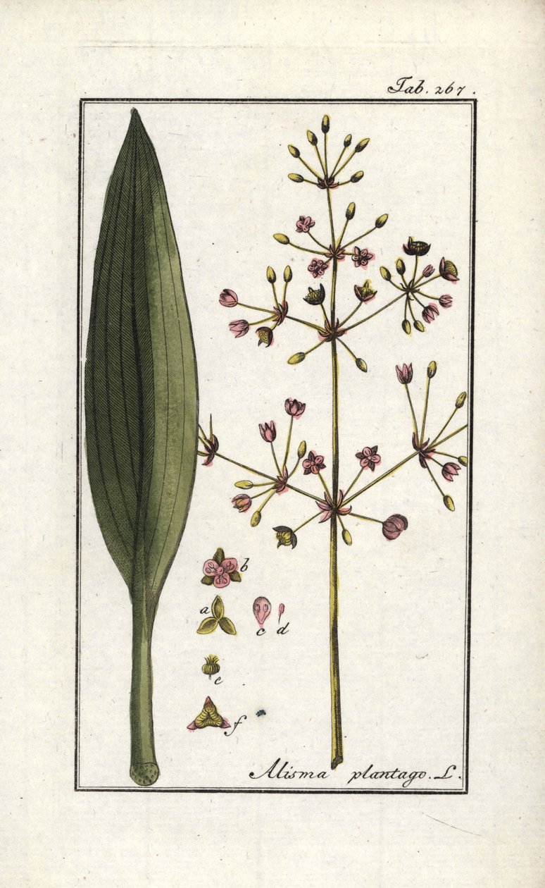 Vodní ploštičník (Alisma plantago-aquatica). Litografie z "Afbeelding der Artseny-Gewassen" (herbář léčivých rostlin) od Johannese Zorna (1739-1799), Nizozemsko. od Unbekannter Künstler