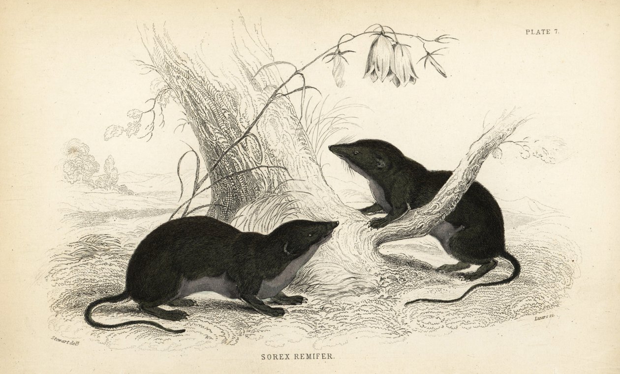 Vodomil, Neomys fodiens (Sorex remifer, Sorex fodiens). Ručně kolorovaná ocelorytina od Lizarse podle ilustrace Jamese Stewarta z Naturalist