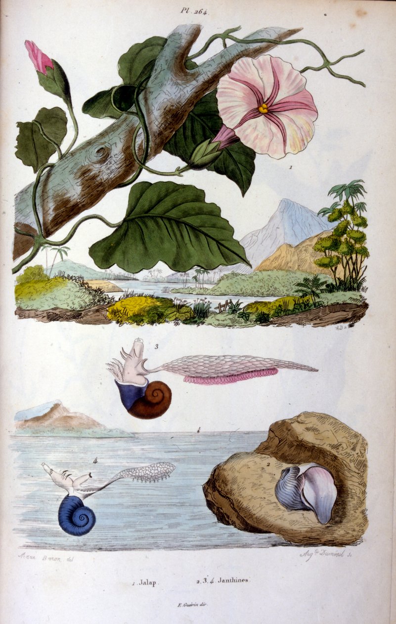 Vodní plž; botanická a zoologická ilustrace F. E. Guérin. Z Dictionnaire pittoresque d