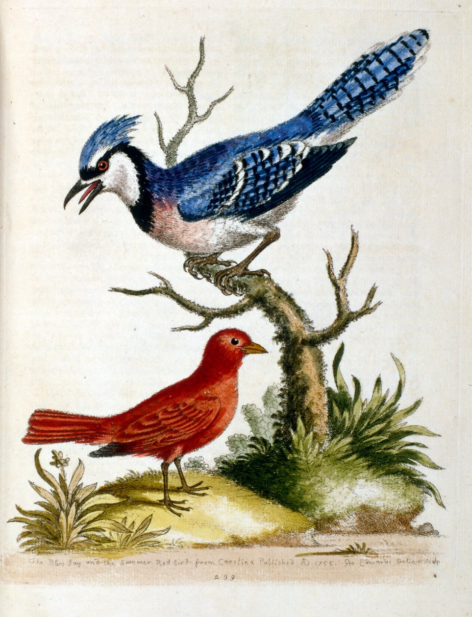 Akvarelová ilustrace z knihy vzácných ptáků od G. Edwardse z roku 1750. George Edwards (1694-1773) byl britský přírodovědec a ornitolog. Hodně cestoval po Evropě a studoval přírodopis a zejména ptáky. Získal si určité uznání od Unbekannter Künstler