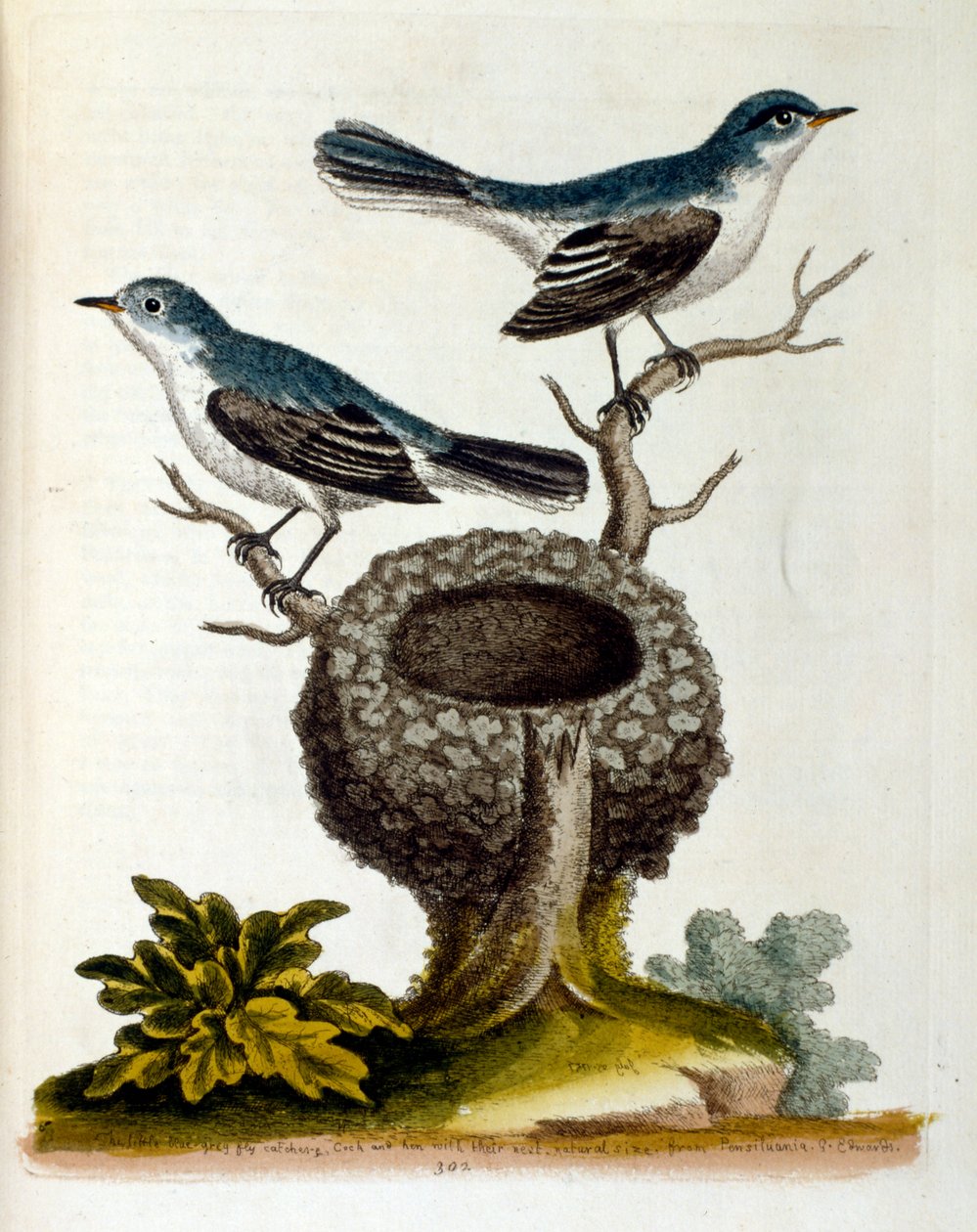 Akvarelová ilustrace z knihy vzácných ptáků od G. Edwardse z roku 1750. George Edwards (1694-1773) byl britský přírodovědec a ornitolog. Hodně cestoval po Evropě a studoval přírodopis a zejména ptáky. Získal si určité uznání od Unbekannter Künstler