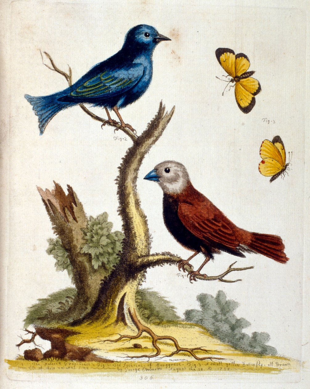 Akvarelová ilustrace z knihy vzácných ptáků od G. Edwardse z roku 1750. George Edwards (1694-1773) byl britský přírodovědec a ornitolog. Hodně cestoval po Evropě a studoval přírodopis a zejména ptáky. Získal si určité uznání od Unbekannter Künstler