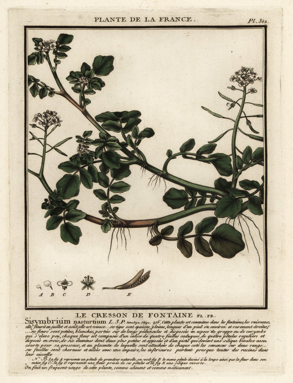 Řeřicha lékařská, Nasturtium officinale. od Unbekannter Künstler